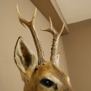 Tête empaillée de chevreuil sibérien, hauteur 71 cm, bois, tête empaillée, plaque 85.11.114