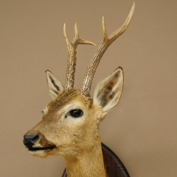 Tête empaillée de chevreuil sibérien, hauteur 71 cm, bois, tête empaillée, plaque 85.11.114