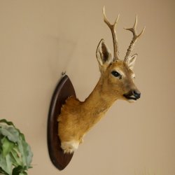 Tête empaillée de chevreuil sibérien, hauteur 71 cm, bois, tête empaillée, plaque 85.11.114