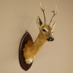 Tête empaillée de chevreuil sibérien, hauteur 71 cm, bois, tête empaillée, plaque 85.11.114