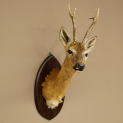 Tête empaillée de chevreuil sibérien, hauteur 71 cm, bois, tête empaillée, plaque 85.11.114