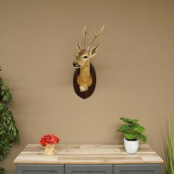 Tête empaillée de chevreuil sibérien, hauteur 71 cm, bois, tête empaillée, plaque 85.11.114