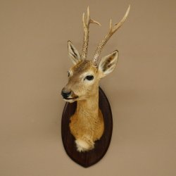 Tête empaillée de chevreuil sibérien, hauteur 71 cm, bois, tête empaillée, plaque 85.11.114