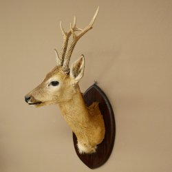 Tête empaillée de chevreuil sibérien, hauteur 71 cm, bois, tête empaillée, plaque 85.11.114