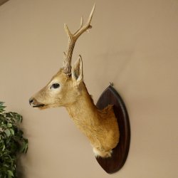 Tête empaillée de chevreuil sibérien, hauteur 71 cm, bois, tête empaillée, plaque 85.11.114