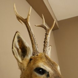 Tête empaillée de chevreuil sibérien, hauteur 71 cm, bois, tête empaillée, plaque 85.11.114