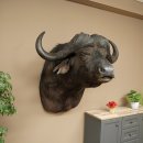 Bufalo cafro Bufalo Larghezza 85 cm Testa Preparato Preparato della testa Corna Trofeo Apertura alare 43 cm