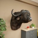 Bufalo cafro Bufalo Larghezza 85 cm Testa Preparato Preparato della testa Corna Trofeo Apertura alare 43 cm