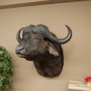 Bufalo cafro Bufalo Larghezza 85 cm Testa Preparato Preparato della testa Corna Trofeo Apertura alare 43 cm