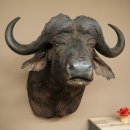 Bufalo cafro Bufalo Larghezza 85 cm Testa Preparato Preparato della testa Corna Trofeo Apertura alare 43 cm