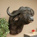 Bufalo cafro Bufalo Larghezza 85 cm Testa Preparato Preparato della testa Corna Trofeo Apertura alare 43 cm