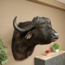Bufalo cafro Bufalo Larghezza 85 cm Testa Preparato Preparato della testa Corna Trofeo Apertura alare 43 cm