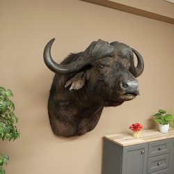 Bufalo cafro Bufalo Larghezza 85 cm Testa Preparato Preparato della testa Corna Trofeo Apertura alare 43 cm