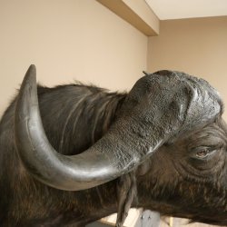 Bufalo cafro Bufalo Larghezza 85 cm Testa Preparato Preparato della testa Corna Trofeo Apertura alare 43 cm
