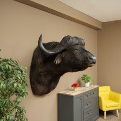 Bufalo cafro Bufalo Larghezza 85 cm Testa Preparato Preparato della testa Corna Trofeo Apertura alare 43 cm
