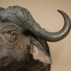 Bufalo cafro Bufalo Larghezza 85 cm Testa Preparato Preparato della testa Corna Trofeo Apertura alare 43 cm