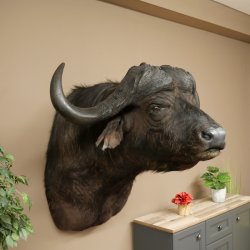 Bufalo cafro Bufalo Larghezza 85 cm Testa Preparato Preparato della testa Corna Trofeo Apertura alare 43 cm