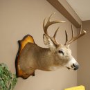 White-tailed Deer Head and Shoulder Mount White-tailed Deer Antler and Head Mount 85.204.4