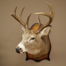 White-tailed Deer Head and Shoulder Mount White-tailed Deer Antler and Head Mount 85.204.4
