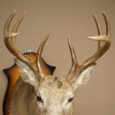 White-tailed Deer Head and Shoulder Mount White-tailed Deer Antler and Head Mount 85.204.4