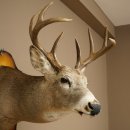 White-tailed Deer Head and Shoulder Mount White-tailed Deer Antler and Head Mount 85.204.4
