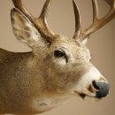 White-tailed Deer Head and Shoulder Mount White-tailed Deer Antler and Head Mount 85.204.4