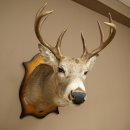 White-tailed Deer Head and Shoulder Mount White-tailed Deer Antler and Head Mount 85.204.4