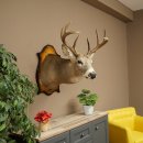 White-tailed Deer Head and Shoulder Mount White-tailed Deer Antler and Head Mount 85.204.4