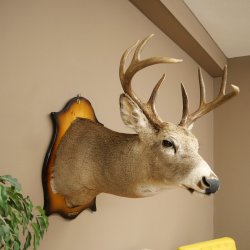 White-tailed Deer Head and Shoulder Mount White-tailed Deer Antler and Head Mount 85.204.4