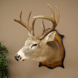 White-tailed Deer Head and Shoulder Mount White-tailed Deer Antler and Head Mount 85.204.4