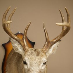 White-tailed Deer Head and Shoulder Mount White-tailed Deer Antler and Head Mount 85.204.4