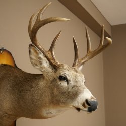 White-tailed Deer Head and Shoulder Mount White-tailed Deer Antler and Head Mount 85.204.4