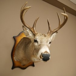 White-tailed Deer Head and Shoulder Mount White-tailed Deer Antler and Head Mount 85.204.4