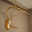 Rendiergewei Kariboe Caribou Ren Rendiergewei Schedeltrofee op trofeeschild 78,36