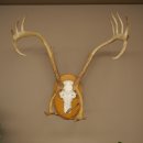 Rendiergewei Kariboe Caribou Ren Rendiergewei Schedeltrofee op trofeeschild 78,36