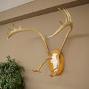 Rendiergewei Kariboe Caribou Ren Rendiergewei Schedeltrofee op trofeeschild 78,36