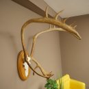 Rendiergewei Kariboe Caribou Ren Rendiergewei Schedeltrofee op trofeeschild 78,36