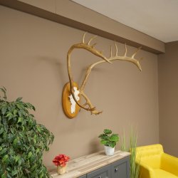 Rendiergewei Kariboe Caribou Ren Rendiergewei Schedeltrofee op trofeeschild 78,36