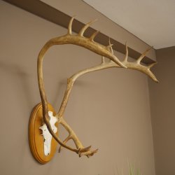 Rendiergewei Kariboe Caribou Ren Rendiergewei Schedeltrofee op trofeeschild 78,36