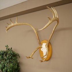 Rendiergewei Kariboe Caribou Ren Rendiergewei Schedeltrofee op trofeeschild 78,36