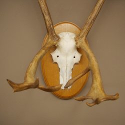 Rendiergewei Kariboe Caribou Ren Rendiergewei Schedeltrofee op trofeeschild 78,36