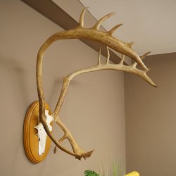 Rendiergewei Kariboe Caribou Ren Rendiergewei Schedeltrofee op trofeeschild 78,36