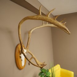 Rendiergewei Kariboe Caribou Ren Rendiergewei Schedeltrofee op trofeeschild 78,36