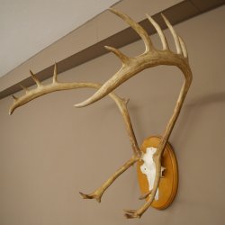 Rendiergewei Kariboe Caribou Ren Rendiergewei Schedeltrofee op trofeeschild 78,36