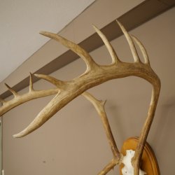 Rendiergewei Kariboe Caribou Ren Rendiergewei Schedeltrofee op trofeeschild 78,36