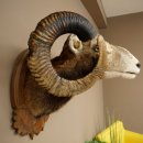 Mufflon (Ovis gmelini musimon) Präparat HL 93,5 cm Kopf Schulter Haupt geschnitztem Trophäenschild 85.12.96