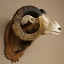 Mufflon (Ovis gmelini musimon) Präparat HL 93,5 cm Kopf Schulter Haupt geschnitztem Trophäenschild 85.12.96