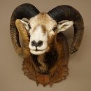 Mufflon (Ovis gmelini musimon) Präparat HL 93,5 cm Kopf Schulter Haupt geschnitztem Trophäenschild 85.12.96
