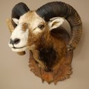 Mufflon (Ovis gmelini musimon) Präparat HL 93,5 cm Kopf Schulter Haupt geschnitztem Trophäenschild 85.12.96