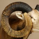 Mufflon (Ovis gmelini musimon) Präparat HL 93,5 cm Kopf Schulter Haupt geschnitztem Trophäenschild 85.12.96